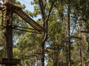 Cobra Adventure Park: A Thrill-Seeker’s Paradise
