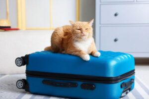 Traveling with Pets: Real Experiences