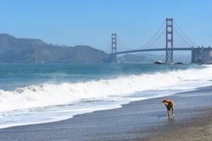 The Best Dog-Friendly Beaches Across the USA