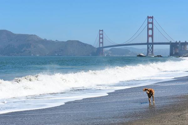 dog-friendly beaches USA